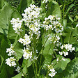 ARBORIX - 6 x Moutarde des allemands - Armoracia rusticana  - godet 9cm x 9cm - vignette