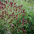 ARBORIX - 6 x Petite pimprenelle - Sanguisorba minor  - godet 9cm x 9cm - vignette