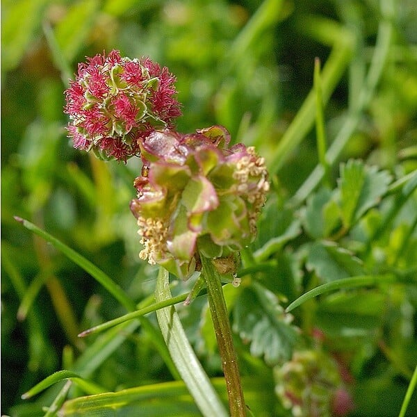 ARBORIX - 6 x Petite pimprenelle - Sanguisorba minor  - godet 9cm x 9cm - large