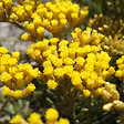 ARBORIX - 6 x Immortelle à odeur de curry - Helichrysum italicum  - godet 9cm x 9cm - vignette