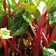 ARBORIX - 6 x Rhubarbe - Rheum rhabarbarum  - godet 9cm x 9cm - vignette