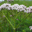 ARBORIX - 6 x Valériane officinale - Valeriana officinalis  - godet 9cm x 9cm - vignette