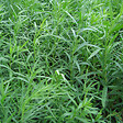 ARBORIX - 6 x Estragon 'Senior' - Artemisia dracunculus 'Senior'  - godet 9cm x 9cm - vignette