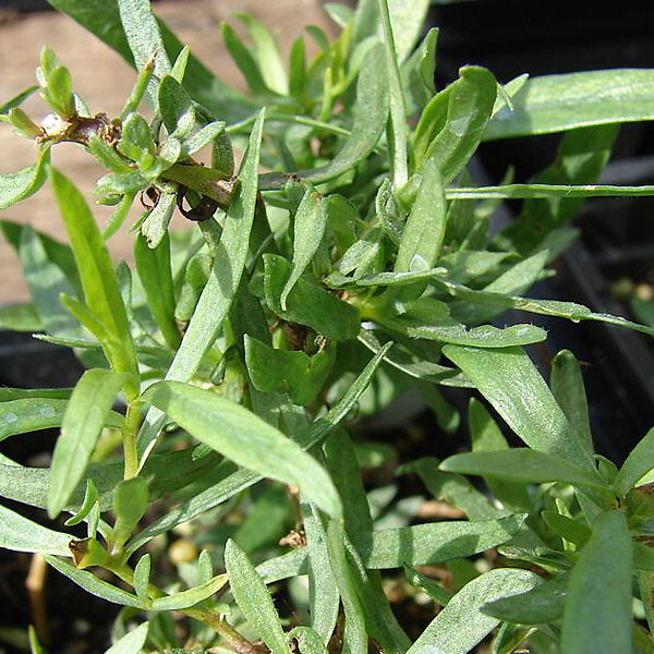 ARBORIX - 6 x Estragon 'Senior' - Artemisia dracunculus 'Senior'  - godet 9cm x 9cm - large