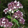 ARBORIX - 6 x Origan commun - Origanum vulgare  - godet 9cm x 9cm - vignette