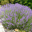 ARBORIX - 6 x Lavande officinale - Lavandula angustifolia  - godet 9cm x 9cm - vignette