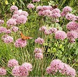 ARBORIX - 6 x Ciboulette 'Summer Beauty' - Allium senscens 'Summer Beauty'  - godet 9cm x 9cm - vignette