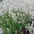 ARBORIX - 6 x Thym commun 'Compactus' - Thymus vulgaris 'Compactus'  - godet 9cm x 9cm - vignette