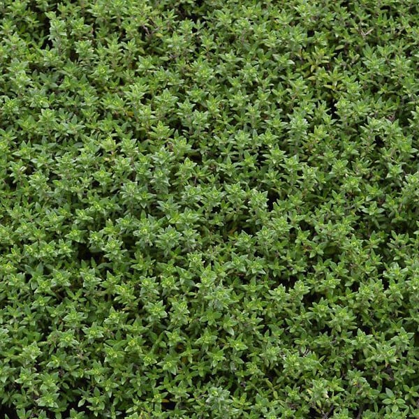 ARBORIX - 6 x Thym commun 'Compactus' - Thymus vulgaris 'Compactus'  - godet 9cm x 9cm - large