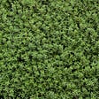 ARBORIX - 6 x Thym commun 'Compactus' - Thymus vulgaris 'Compactus'  - godet 9cm x 9cm - vignette