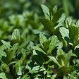 ARBORIX - 6 x Menthe poivrée - Mentha piperita  - godet 9cm x 9cm - vignette