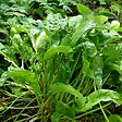 ARBORIX - 6 x Oseille commune - Rumex acetosa  - godet 9cm x 9cm - vignette