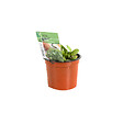 ARBORIX - 6 x Oseille commune - Rumex acetosa  - godet 9cm x 9cm - vignette