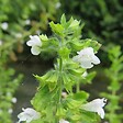 ARBORIX - 6 x Mélisse citronnelle - Melissa officinalis  - godet 9cm x 9cm - vignette
