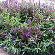 ARBORIX - 6 x Sauge officinale - Salvia officinalis  - godet 9cm x 9cm - vignette