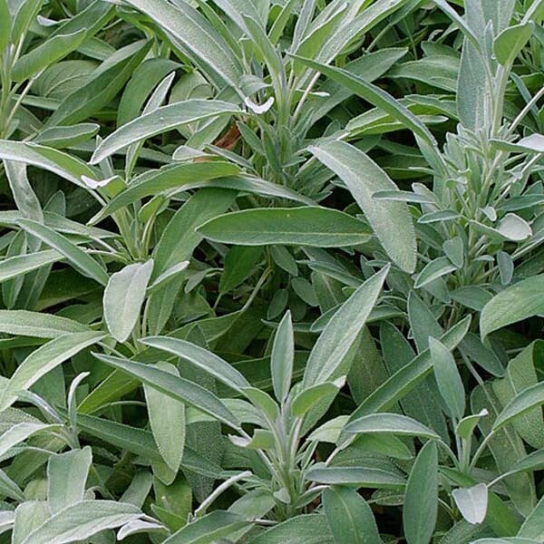ARBORIX - 6 x Sauge officinale - Salvia officinalis  - godet 9cm x 9cm - large