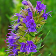 ARBORIX - 6 x Hysope officinale - Hyssopus officinalis  - godet 9cm x 9cm - vignette