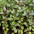 ARBORIX - 6 x Menthe poivrée 'Nigra' - Mentha piperita 'Nigra'  - godet 9cm x 9cm - vignette