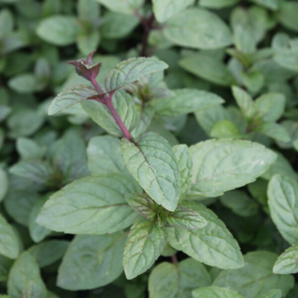 ARBORIX - 6 x Menthe poivrée 'Nigra' - Mentha piperita 'Nigra'  - godet 9cm x 9cm - large