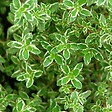 ARBORIX - 6 x Thym citron - Thymus citriodorus  - godet 9cm x 9cm - vignette