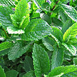 ARBORIX - 6 x Menthe verte - Mentha spicata 'Marocco'  - godet 9cm x 9cm - vignette