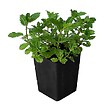 ARBORIX - 6 x Menthe verte - Mentha spicata 'Marocco'  - godet 9cm x 9cm - vignette