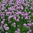ARBORIX - 6 x Ciboulette - Allium schoenoprasum  - godet 9cm x 9cm - vignette