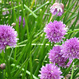 ARBORIX - 6 x Ciboulette - Allium schoenoprasum  - godet 9cm x 9cm - vignette