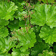 ARBORIX - 6 x Rhubarbe Indienne - Darmera peltata  - godet 9cm x 9cm - vignette