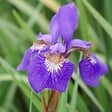 ARBORIX - 6 x Iris de Sibérie 'Blue King' - Iris 'Blue King'  - godet 9cm x 9cm - vignette