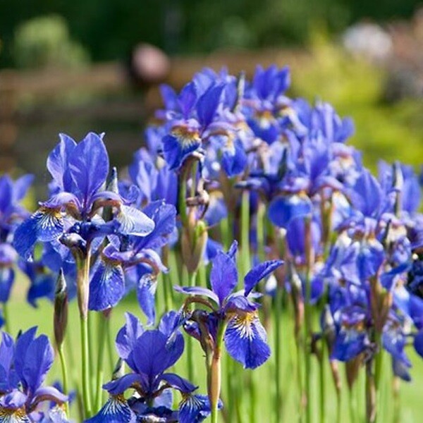 ARBORIX - 6 x Iris de Sibérie 'Blue King' - Iris 'Blue King'  - godet 9cm x 9cm - large