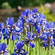 ARBORIX - 6 x Iris de Sibérie 'Blue King' - Iris 'Blue King'  - godet 9cm x 9cm - vignette