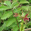 ARBORIX - 6 x Reine des près - Filipendula ulmaria  - godet 9cm x 9cm - vignette