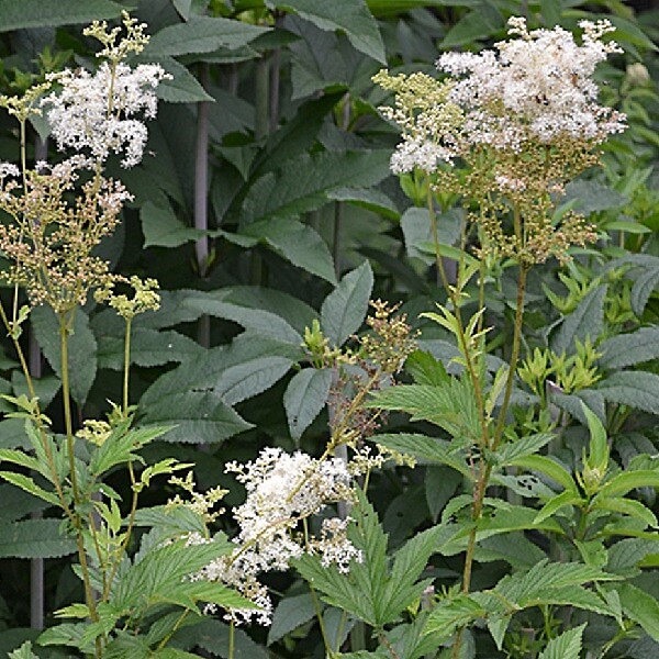 ARBORIX - 6 x Reine des près - Filipendula ulmaria  - godet 9cm x 9cm - large