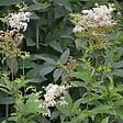 ARBORIX - 6 x Reine des près - Filipendula ulmaria  - godet 9cm x 9cm - vignette