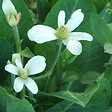 ARBORIX - 6 x Anemopsis de Californie - Anemopsis californica  - godet 9cm x 9cm - vignette