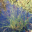ARBORIX - 6 x Jonc spiralé 'Spiralis' - Juncus Effusus 'Spiralis'  - godet 9cm x 9cm - vignette