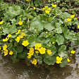 ARBORIX - 6 x Caltha des Marais - Caltha Palustris  - godet 9cm x 9cm - vignette