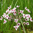 ARBORIX - 6 x Jonc fleuri - Butomus Umbellatus  - godet 9cm x 9cm - vignette