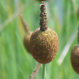 ARBORIX - 6 x Massette naine - Typha Minima  - godet 9cm x 9cm - vignette