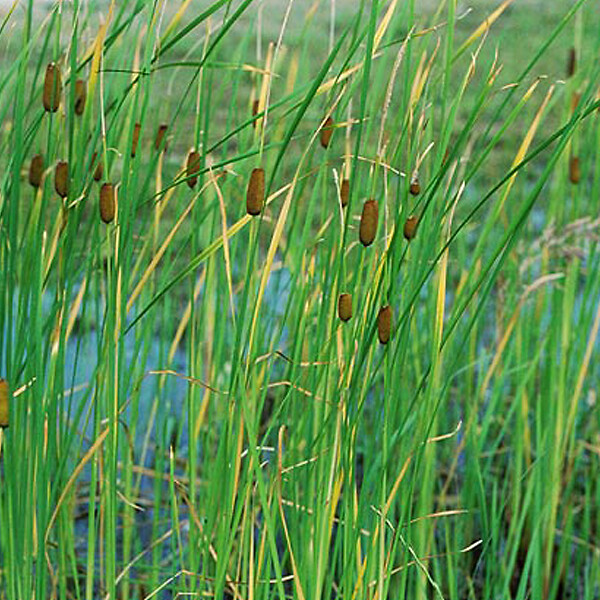 ARBORIX - 6 x Massette naine - Typha Minima  - godet 9cm x 9cm - large