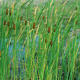 ARBORIX - 6 x Massette naine - Typha Minima  - godet 9cm x 9cm - vignette