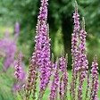 ARBORIX - 6 x Salicaire commune - Lythrum Salicaria  - godet 9cm x 9cm - vignette