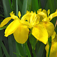 ARBORIX - 6 x Iris des marais - Iris Pseudacorus  - godet 9cm x 9cm - vignette