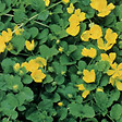 ARBORIX - 6 x Lysimaque rampante - Lysimachia nummularia  - godet 9cm x 9cm - vignette