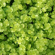 ARBORIX - 6 x Lysimaque rampante - Lysimachia nummularia  - godet 9cm x 9cm - vignette