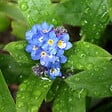 ARBORIX - 6 x Myosotis des marais - Myosotis Palustris  - godet 9cm x 9cm - vignette