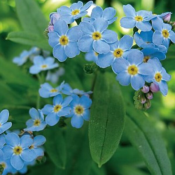 ARBORIX - 6 x Myosotis des marais - Myosotis Palustris  - godet 9cm x 9cm - large
