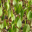 ARBORIX - 6 x Plantain d'eau commun - Alisma Plantago-Aquatica  - godet 9cm x 9cm - vignette