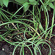 ARBORIX - 6 x Jonc diffus, Jonc commun - Juncus Effusus  - godet 9cm x 9cm - vignette